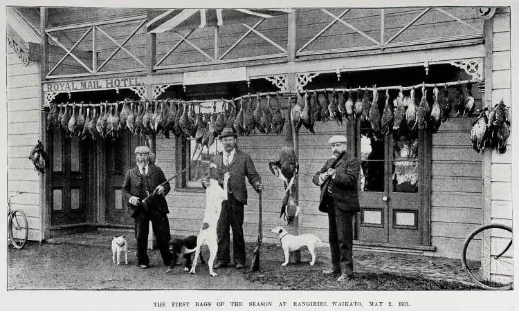 The First Bag of the Season at Rangiriri, Waikato, May 2, 1901