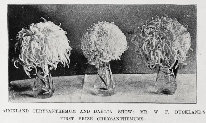 Auckland Chrysanthemum and Dahlia show