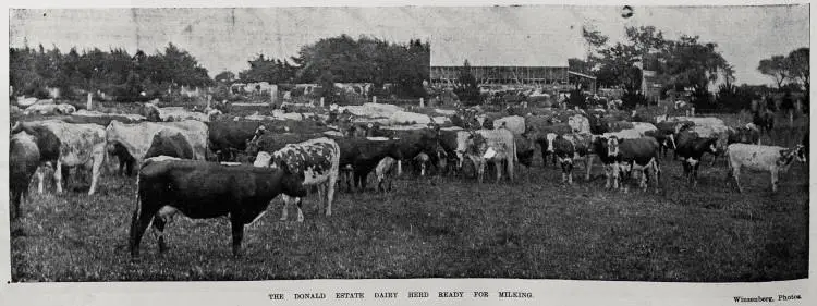 Dairy farming in the Wairarapa district