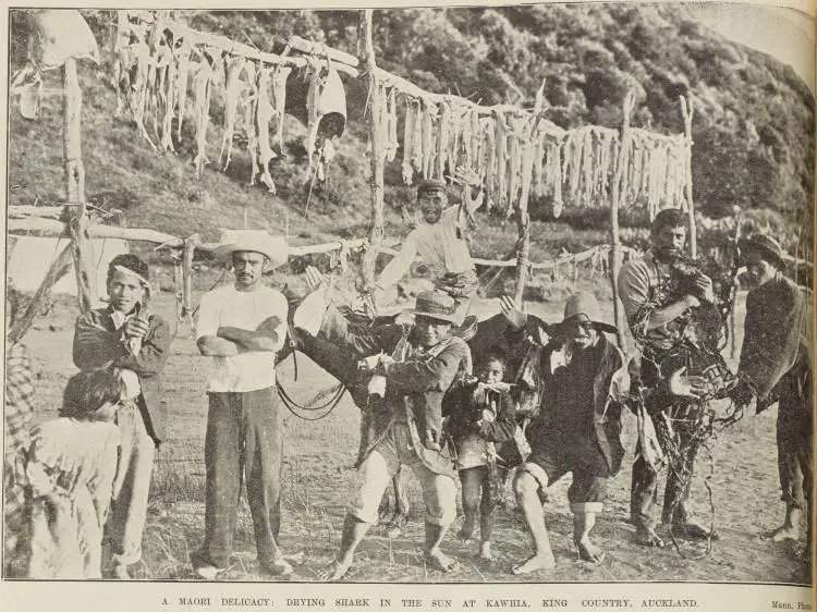 A Māori delicacy: drying shark in the sun at Kawhia, King Country, Auckland