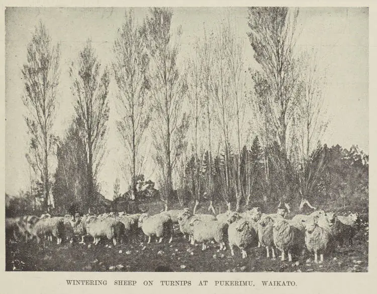 Wintering sheep on turnips at Pukerimu, Waikato