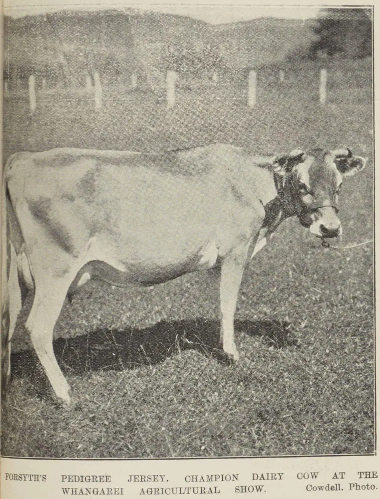 Forsyth's pedigree Jersey, champion dairy cow at the Whangārei Agricultural Show