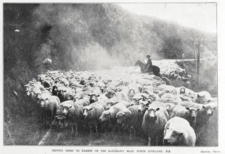 Driving sheep to market on the Kawakawa road, North Auckland, N.Z.