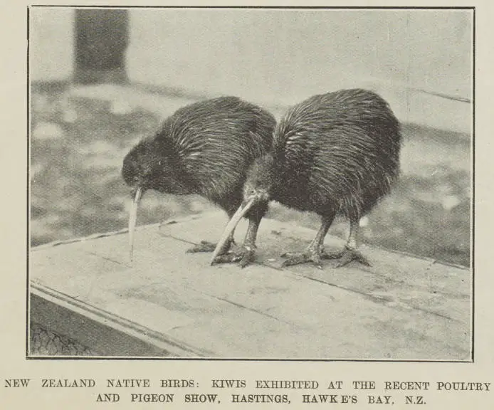 New Zealand native birds: kiwis exhibited at the recent Poultry and Pigeon Show, Hastings, Hawke's Bay, N.Z.