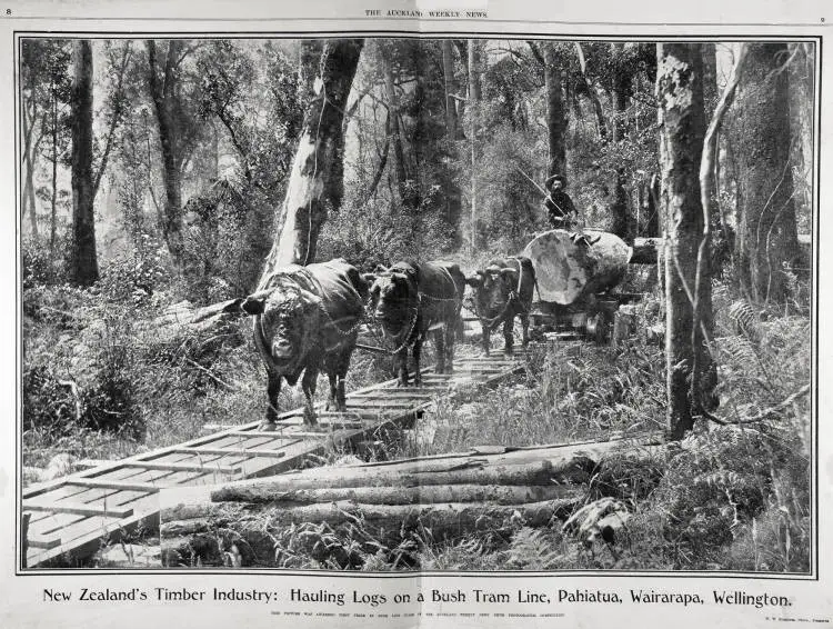 New Zealand's timber industry: hauling logs on a bush tram line, Pahiatua, Wairarapa, Wellington