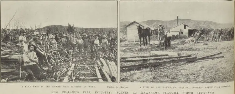 New Zealand's flax industry: scenes at Kawakawa flaxmill, North Auckland