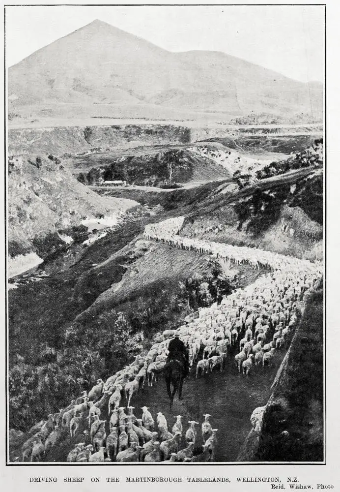 DRIVING SHEEP ON THE MARTINBOROUGH TABLELANDS, WELLINGTON, N.Z.