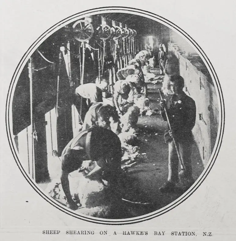 SHEEP SHEARING ON A HAWKE'S BAY STATION, N.Z.