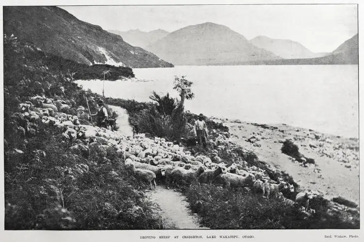 DROVING SHEEP AT CREIGHTON, LAKE WAKATIPU, OTAGO