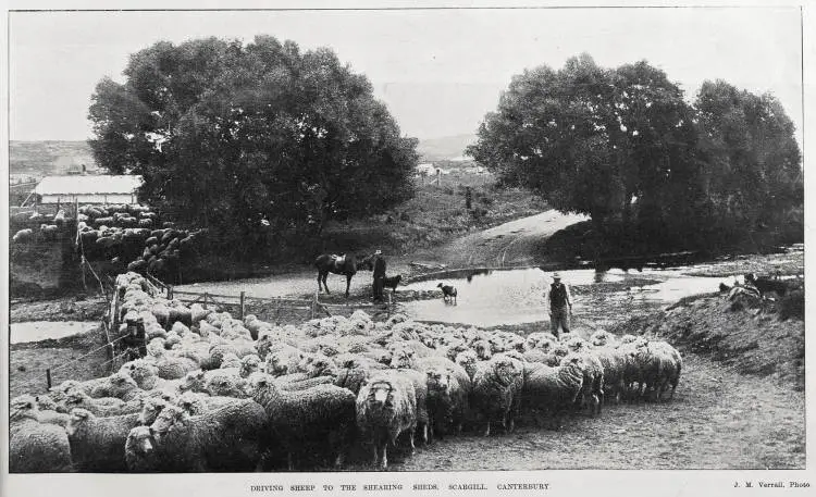 DRIVING SHEEP TO THE SHEARING SHEDS, SCARGILL, CANTERBURY