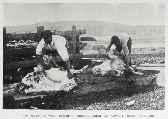 NEW ZEALAND'S WOOL INDUSTRY: SHEEP-SHEARING AT PAPAROA, NORTH AUCKLAND