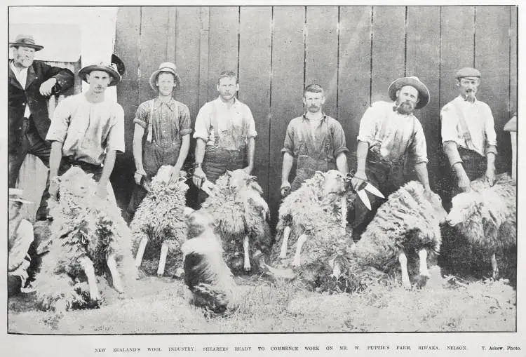 New Zealand's wool industry: shearers ready to commence work on Mr W Puttie's farm, Riwaka, Nelson