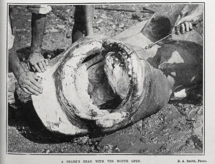 A SHARK'S HEAD WITH THE MOUTH OPEN