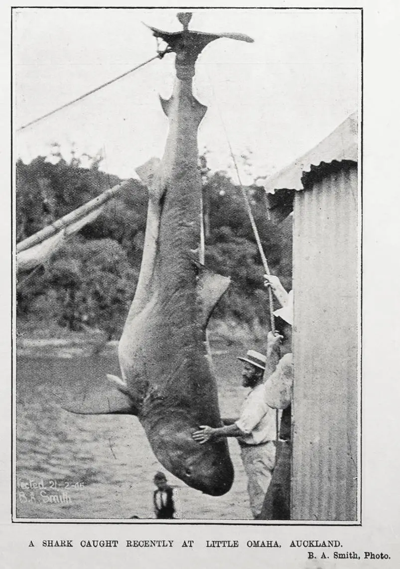 A SHARK CAUGHT RECENTLY AT LITTLE OMAHA. AUCKLAND