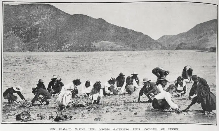 NEW ZEALAND NATIVE LIFE: MAORIS GATHERING PIPIS (COCKLES) FOR DINNER