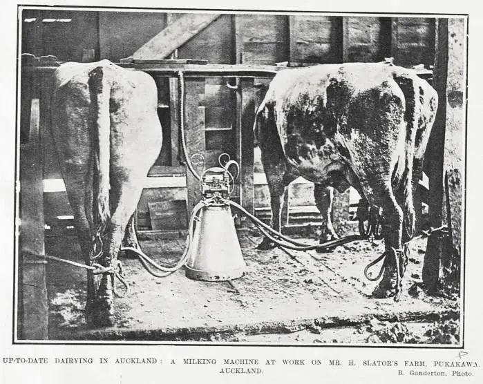 UP-TO-DATE DAIRYING IN AUCKLAND:A MILKING MACHINE AT WORK ON MR. H. SLATOR'S FARM. PUKAKAWA AUCKLAND