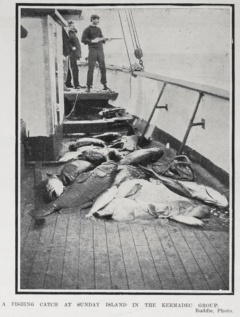 A FISHING CATCH AT SUNDAY ISLAND IN THE KERMADEC GROUP