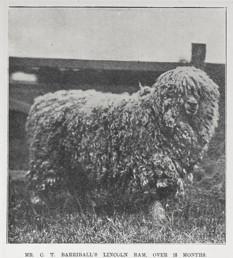 MR. C. T. BARRIBALL'S LINCOLN RAM, OVER 18 MONTHS