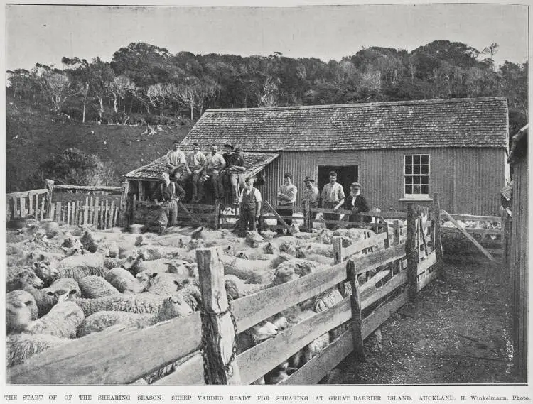 THE START OF THE SHEARING SEASON: SHEEP YARDED READY FOR SHEARING AT GREAT BARRIER ISLAND, AUCKLAND