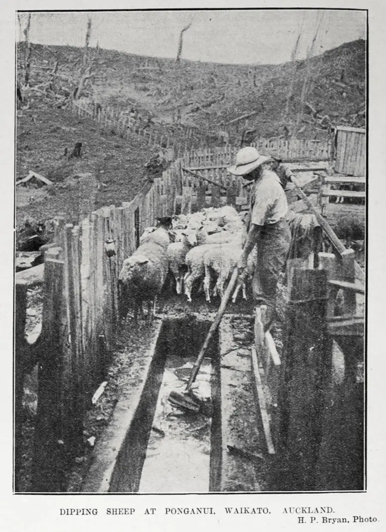 DIPPING SHEEP AT PONGANUI, WAIKATO, AUCKLAND