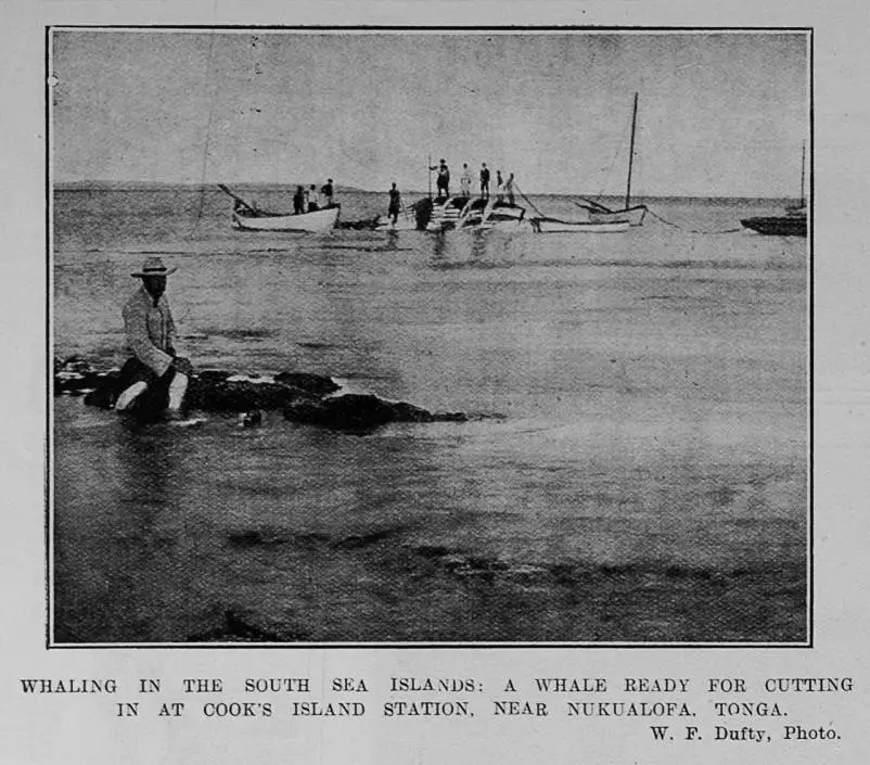 WHALLING IN THE SOUTH SEA ISLANDS: A WHALE READY FOR CUTTING IN AT COOK'S ISLAND STATION, NEAR NUKUALOFA, TONGA