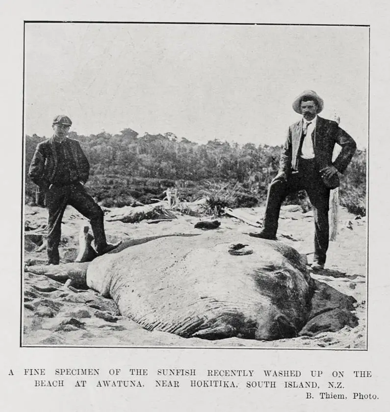 A FINE SPECIMEN OF THE SUNFISH RECENTLY WASHED UP ON THE BEACH AT AWATUNA, NEAR HOKITIKA, SOUTH ISLAND, N.Z.