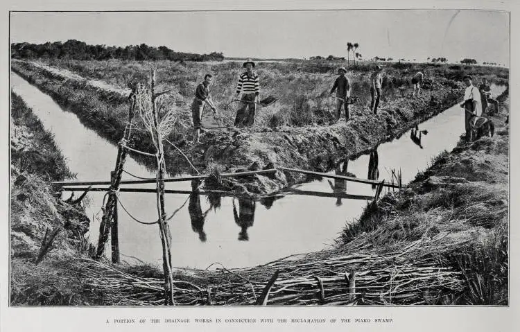 A PORTION OF THE DRAINAGE WORKS IN CONNECTION WITH THE RECLAMATION OF THE PIAKO SWAMP