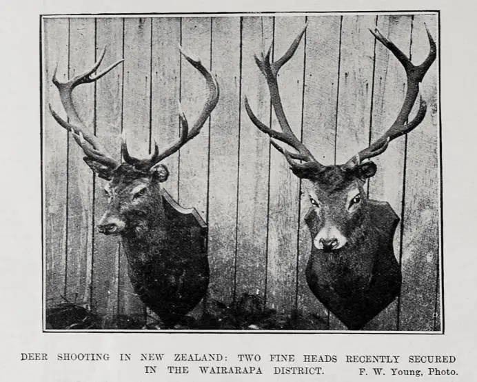 DEER SHOOTING IN NEW ZEALAND: TWO FINE HEADS RECENTLY SECURED IN THE WAIRARAPA DISTRICT