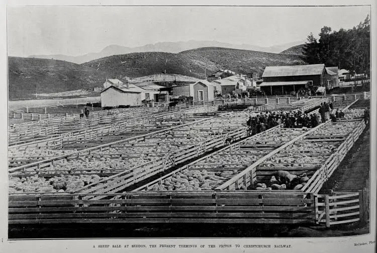 A SHEEP SALE AT SEDDON, THE PRESENT TERMINUS OF THE PICTON TO CHRISTCHURCH RAILWAY
