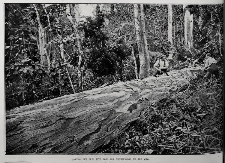 SAWING THE TREE INTO LOGS FOR TRANSMISSION TO THE MILL