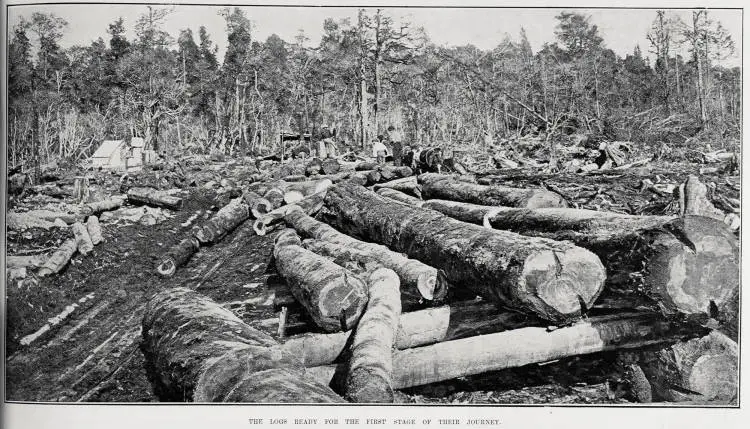 THE LOGS READY FOR THE FIRST STAGE OF THEIR JOURNEY