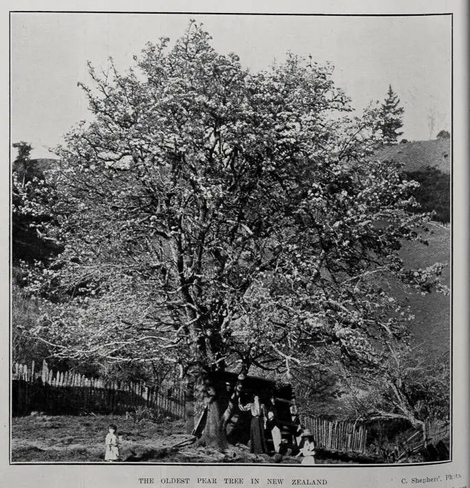 THE OLDEST PEAR TREE IN NEW ZEALAND
