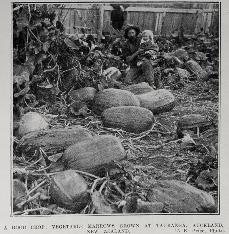 A FOOD CROP: VEGETABLE MARROWS GROWN AT TAURANGA, AUCKLAND, NEW ZEALAND