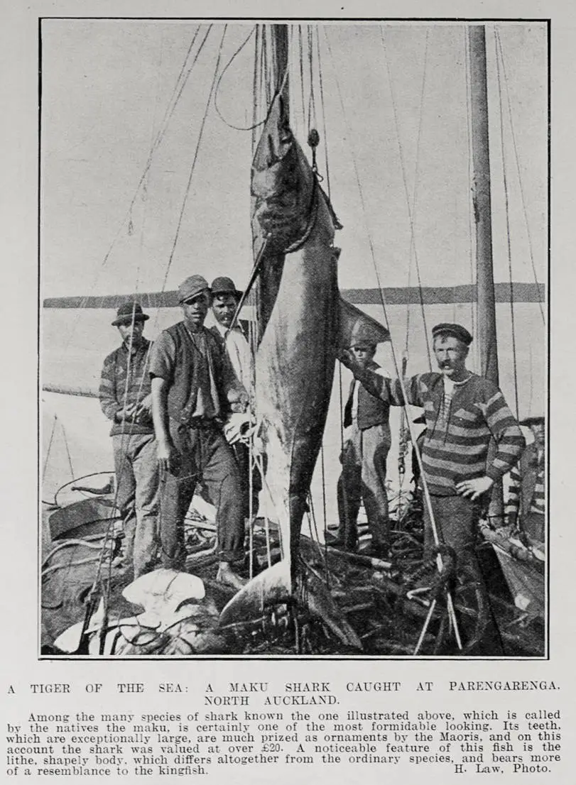 A TIGER OF THE SEA: A MAKU SHARK CAUGHT AT PARENGARENGA, NORTH AUCKLAND