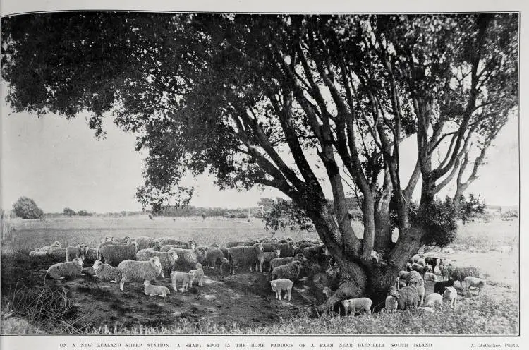 ON A NEW ZEALAND SHEEP STATION: A SHADY SPOT IN THE HOME PADDOCK OF A FARM NEAR BLENHEIM SOUTH ISLAND