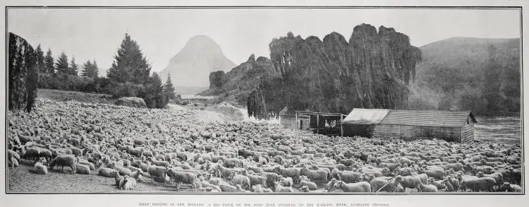 SHEEP DROVING IN NEW ZEALAND: A BIG FLOCK ON THE ROAD NEAR ATIAMURI ON THE WAIKATO RIVER, AUCKLAND PROVINCE