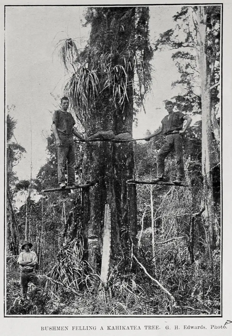 BUSHMEN FELLING A KAHIKATEA TREE