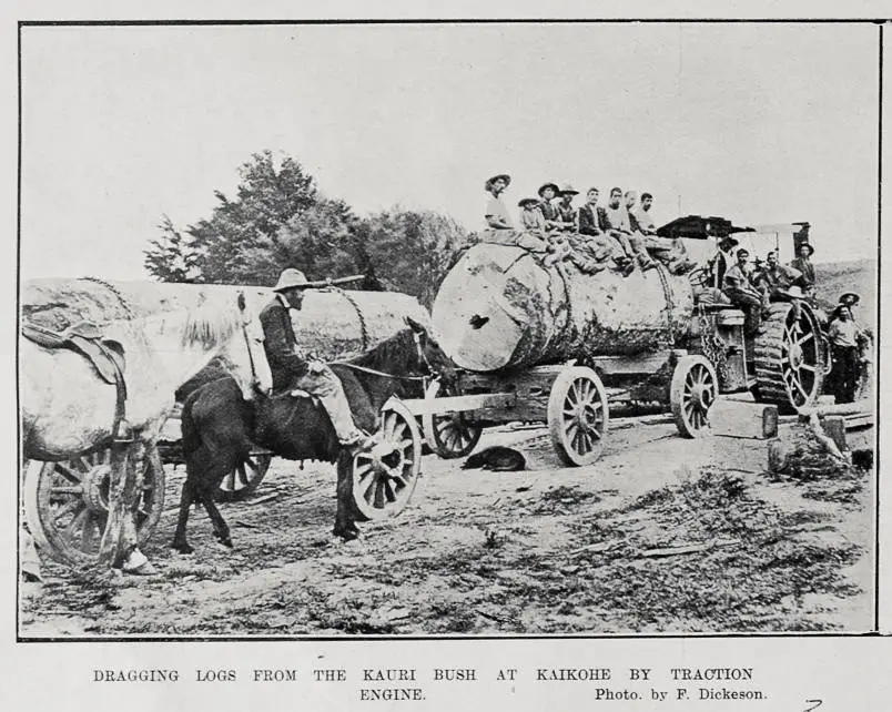 DRAGGING DOGS FROM THE KAURI BUSH AT KAIKOHE BY TRACTION ENGINE