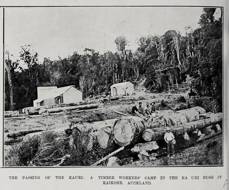 THE PASSING OF THE KAURI: A TIMBER WORKERS' CAMP IN THE KAURI BUSH AT KAIKOHE AUCKLAND