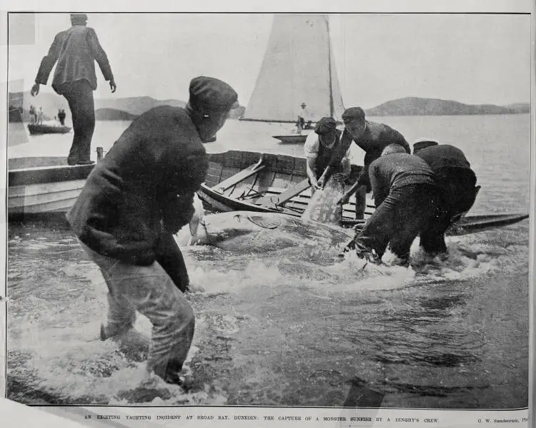 AN EXCITING YACHTING INCIDENT AT BROAD BAY, DUNEDIN: THE CAPTURE OF A MONSTER SUNFISH BY A DINGHY'S CREW