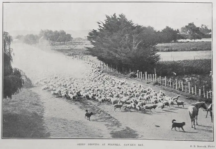 SHEEP DROVING AT FERNHILL. HAWKE'S BAY