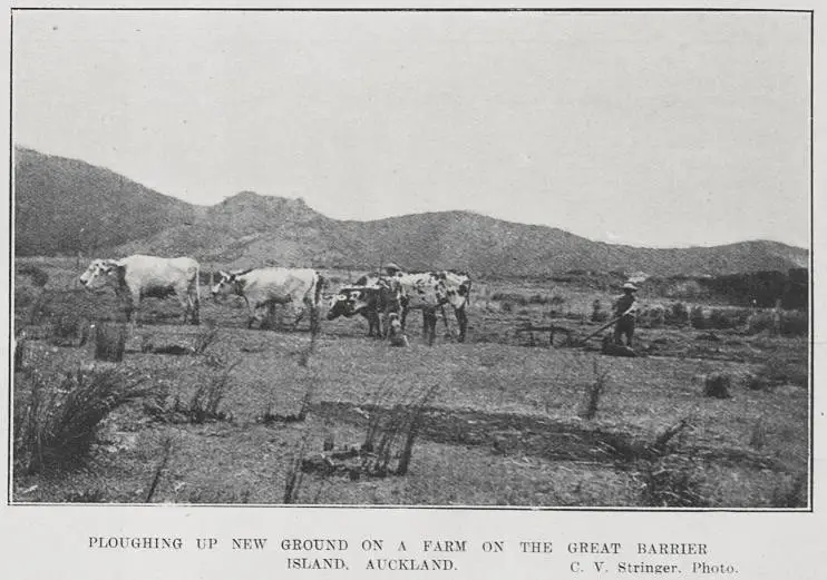PLOUGHING UP NEW GROUND ON A FARM ON THE GREAT BARRIER ISLAND. AUCKLAND