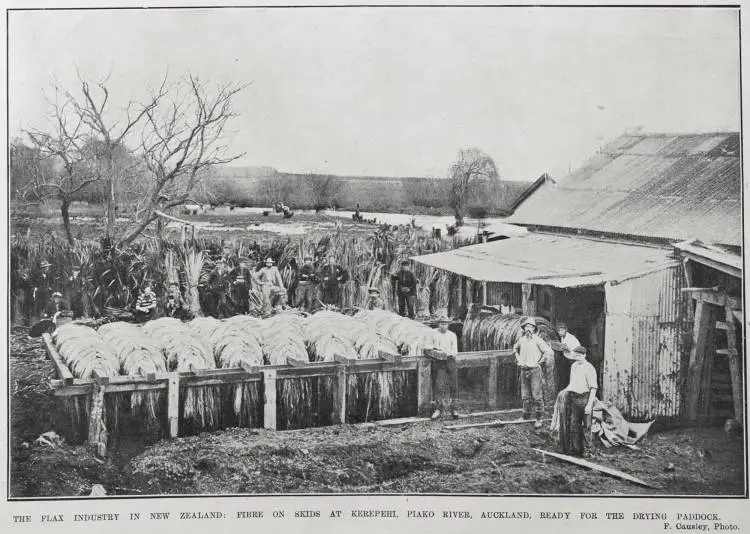 THE FLAX INDUSTRY IN NEW ZEALAND: FIBRE ON SKIDS AT KEREPEHI, PIAKO RIVER, AUCKLAND, READY FOR THE DRYING PADDOCK