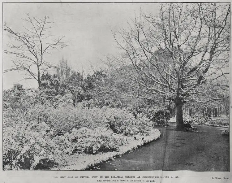 THE FIRST FALL OF WINTER: SNOW IN THE BOTANICAL GARDENS AT CHRISTCHURCH, JUNE 15, 1907