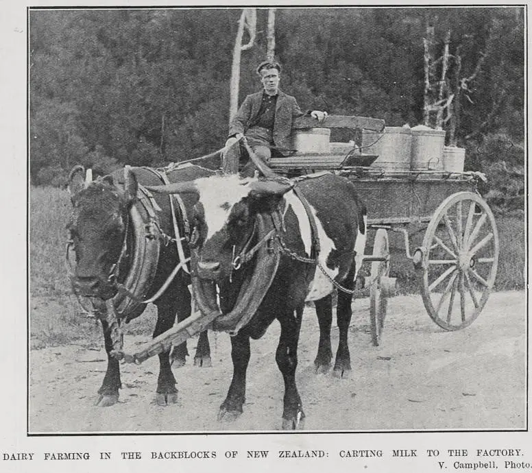 DAIRY FARMING IN THE BACKBLOCKS OF NEW ZEALAND: CARTING MILK TO THE FACTORY