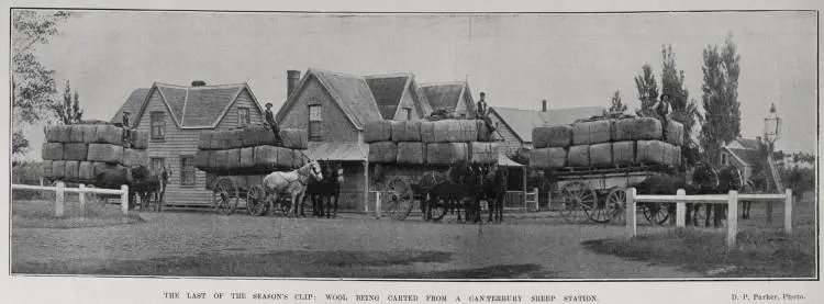 THE LAST OF THE SEASON'S CLIP: WOOL BEING CARTED FROM A CANTERBURY SHEEP STATION
