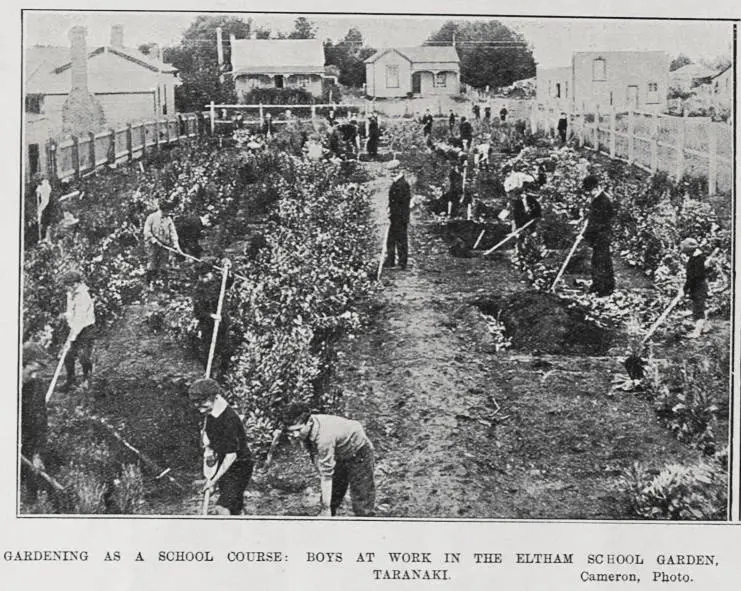 GARDENING AS A SCHOOL COURSE: BOYS AT WORK IN THE ELTHAM SCHOOL GARDEN, TARANAKI