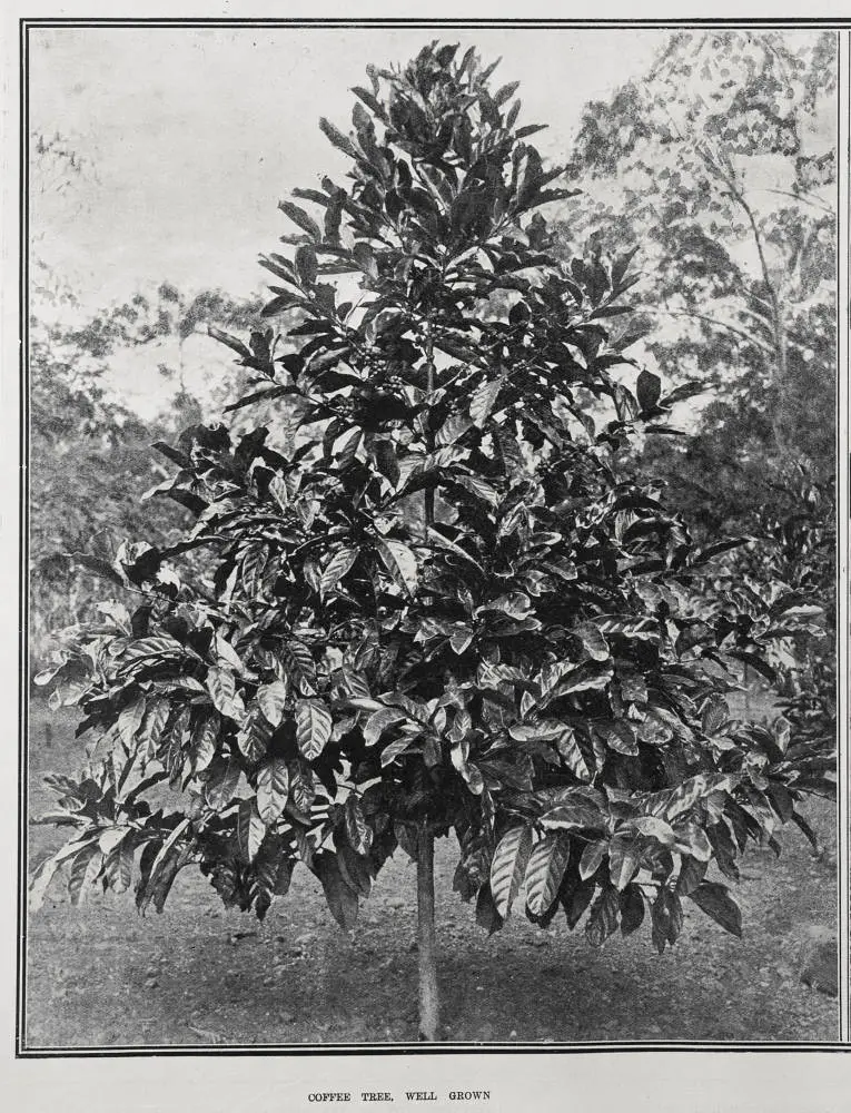 COFFEE TREE, WELL GROWN