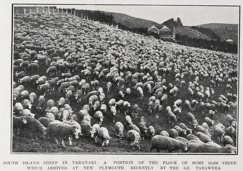 SOUTH ISLAND SHEEP IN TARANAKI: A PORTION OF THE FLOCK OF SOME 10,000 WHICH ARRIVED AT NEW PLYMOUTH RECENTLY BY THE S.S. TARAWERA