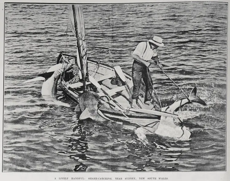 A LIVELY HANDFUL: SHARK-CATCHING, NEAR SYDNEY, NEW SOUTH WALES